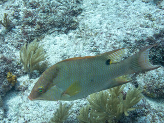 Hogfish