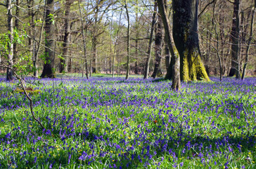 Fototapeta premium Champ de fleurs violettes