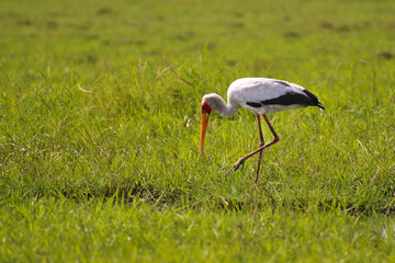 Stork, national park, Botswana