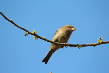 yellow backed shrike