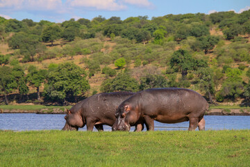 Two hippos on grassy island in Africa