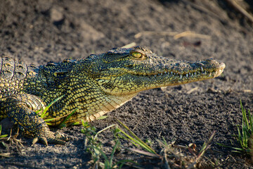 Crocodile on dirt detail