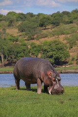 Calm hippo feeding on grass island
