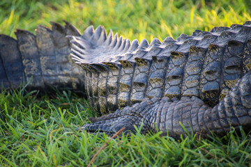 the body and the skin of a crocodile