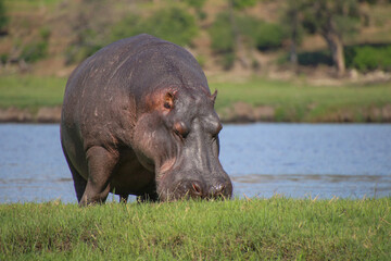 Calm hippo feeding on grass island