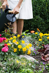 Flowers are watered by woman with watering can in flower garden, worker cares about flowers in rockery, floriculture and flower planting concept