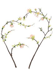 Flowering cherry branch with leaves and buds on a transparent background