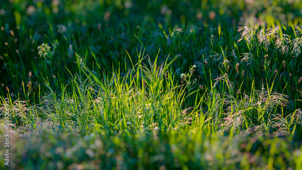 Wall mural Green grass and flowers in the meadow.