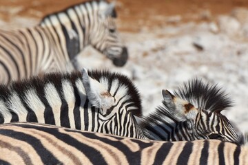 Zebrafohlen am Wasserloch Kalkheuwel im Etoscha Nationalpark in Namibai. 