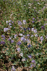 Medicago sativa flower close up