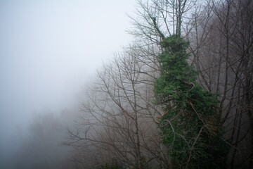 Obraz na płótnie Canvas Fog in the woods.