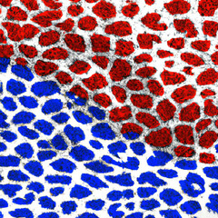 Cheetah natural style with US flag coloured background