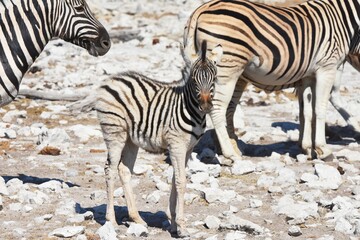 Fototapeta na wymiar Zebrafohlen am Wasserloch Kalkheuwel im Etoscha Nationalpark in Namibai. 