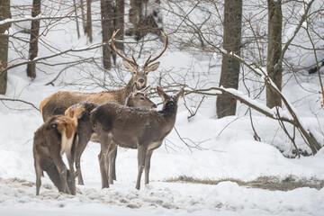 Herd of Red Deer grazing in the forest in winter. Bieszczady Mountains, Poland.