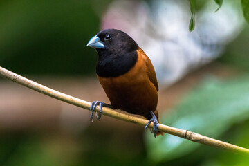 The chestnut munia or black-headed munia (Lonchura atricapilla) 