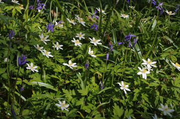 Tapis d’anémones et jacinthes 
