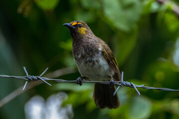 The orange-spotted bulbul (Pycnonotus bimaculatus)