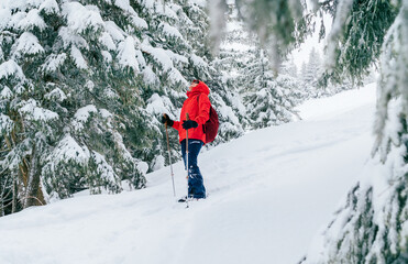Smiling female trekker dressed red jacket with trekking poles enjoying fir-trees covered snow while walking by snowy slope, Low Tatra mountains, Slovakia. Beauty in Nature and active people concept