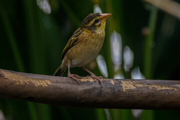 The streaked weaver (Ploceus manyar)