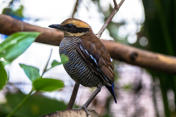The Javan banded pitta (Hydrornis guajanus) is a species of bird in the family Pittidae