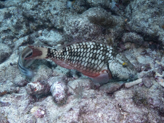Stoplight Parrotfish