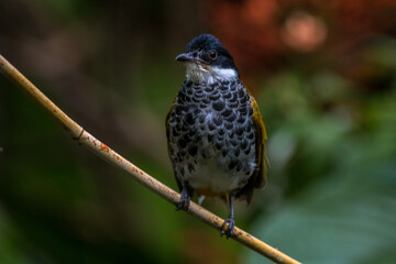 The scaly-breasted bulbul (Ixodia squamata)