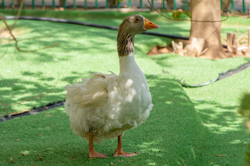Close up to Goose birds outdoor in the garden grass
