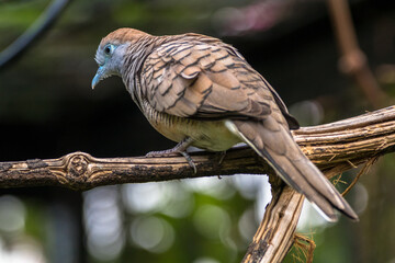 The zebra dove (Geopelia striata), also known as the barred ground dove, or barred dove