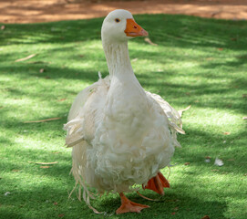 Close up to Goose birds outdoor in the garden grass