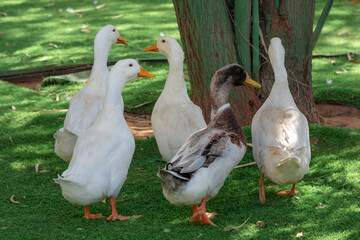 Close up to ducks bird outdoor in the garden grass