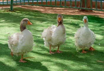 Close up to Goose birds outdoor in the garden grass