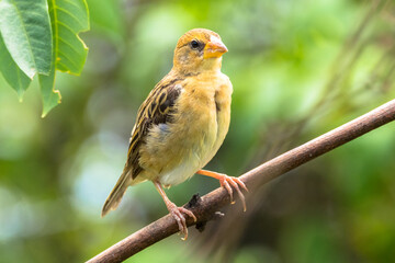 The streaked weaver (Ploceus manyar)