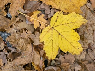 Naklejka na ściany i meble An autumn colored leaf fallen to the ground from a sycamore