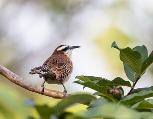 A Rufous-naped Wren on a branch in Costa Rica