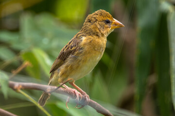 The streaked weaver (Ploceus manyar)