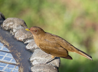 The Clay-colored thrush of Costa Rica at a garden bird bath