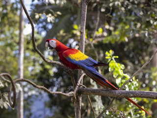 Profile view of a Scarlet Macaw in Costa Rica