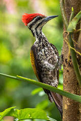 The common flameback (Dinopium javanense)