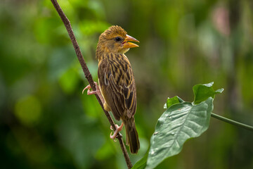 The streaked weaver (Ploceus manyar)