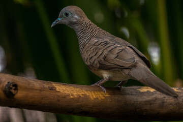 The zebra dove (Geopelia striata), also known as the barred ground dove, or barred dove