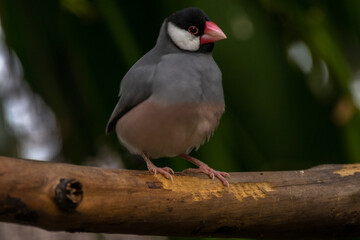 The Timor sparrow (Padda fuscata), also known as Timor dusky sparrow
