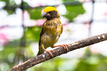 The streaked weaver (Ploceus manyar)