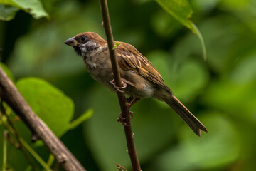 The house sparrow (Passer domesticus)