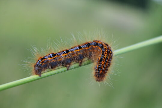 Fluffy caterpillar walking on the edge