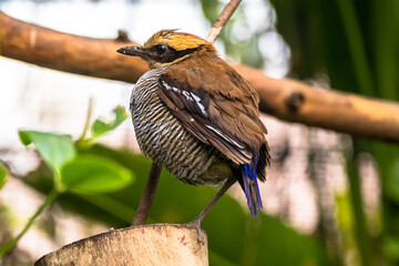 The Javan banded pitta (Hydrornis guajanus)