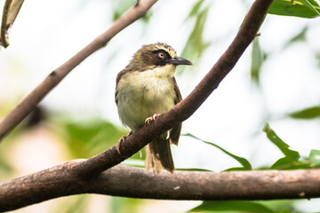 The thick-billed heleia (Heleia crassirostris), also known as the Flores white-eye