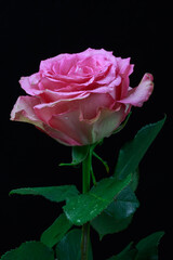 Pink rose on a black background, close up.