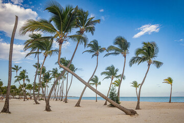 Fototapeta na wymiar Palmera torcida en Playa Juanillo, Punta Cana - República Dominicana