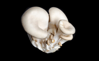 delicious organic oyster mushrooms on black background