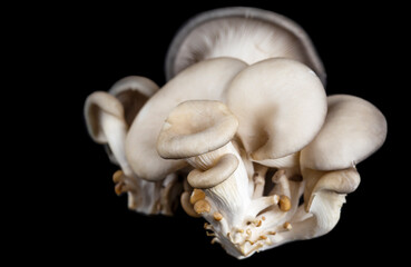 delicious organic oyster mushrooms on black background